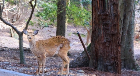 奈良県のバーチャルオフィス業界の特徴